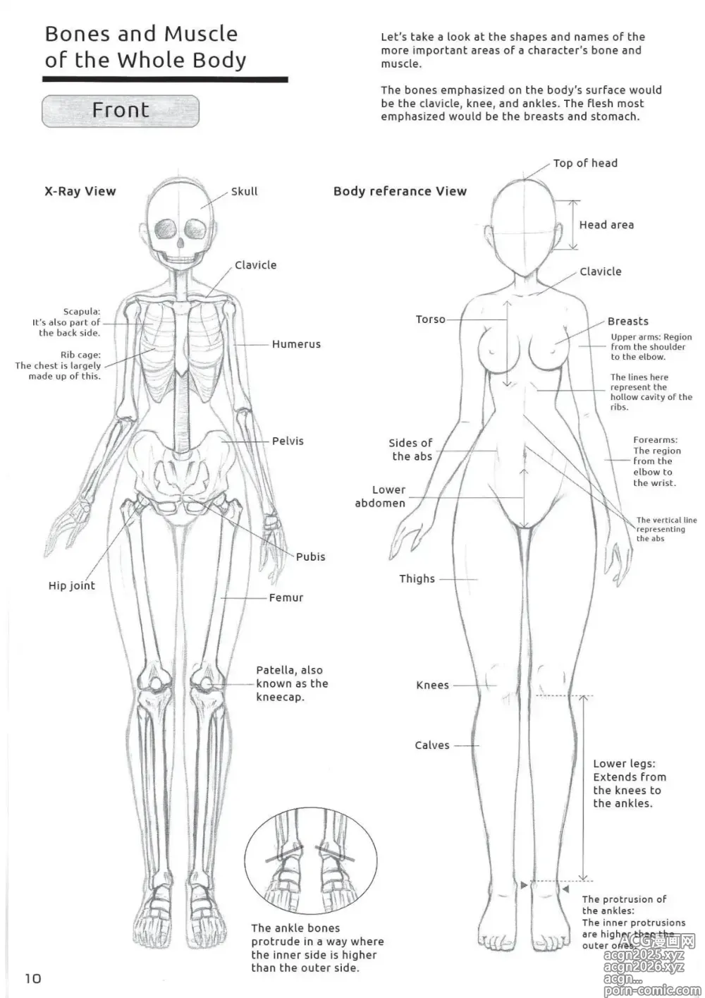 Page 11 of imageset Drawing the Female Figure