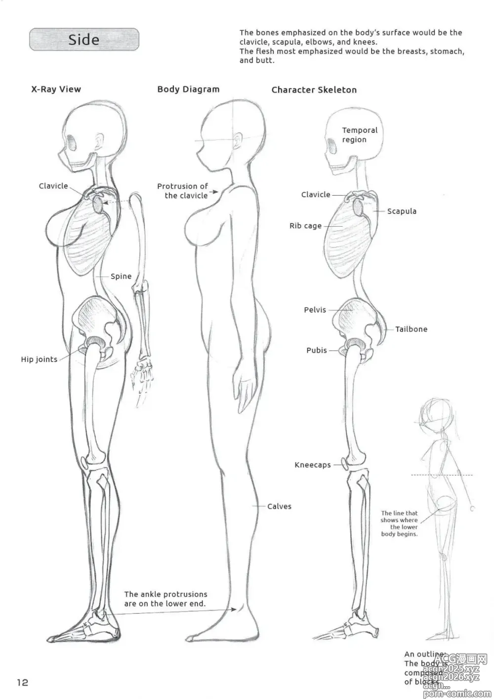 Page 13 of imageset Drawing the Female Figure