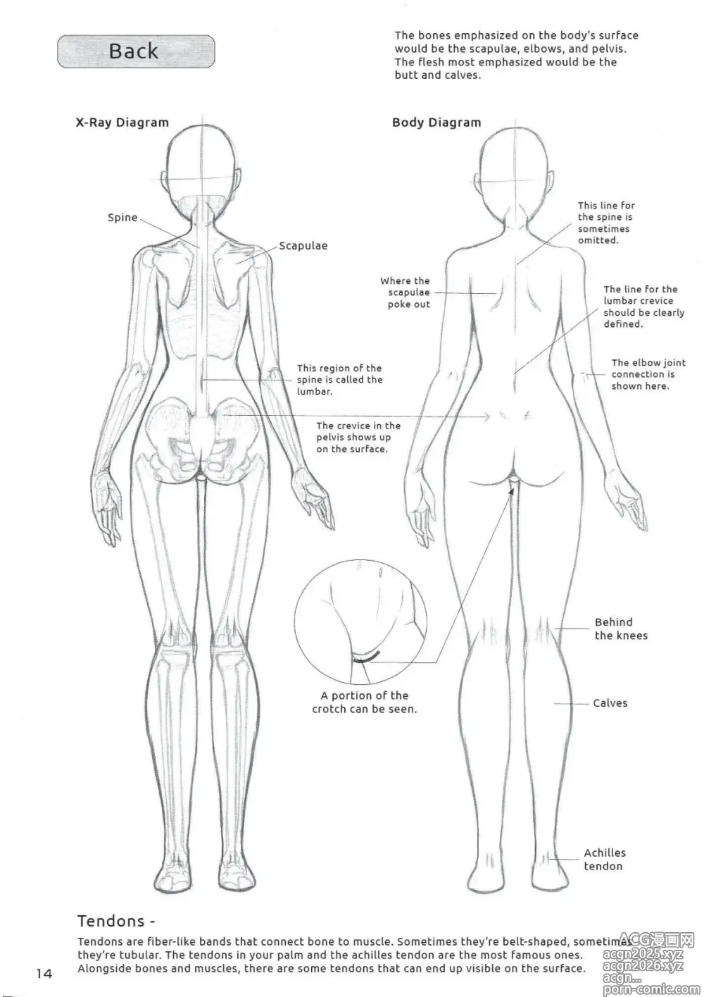 Page 15 of imageset Drawing the Female Figure